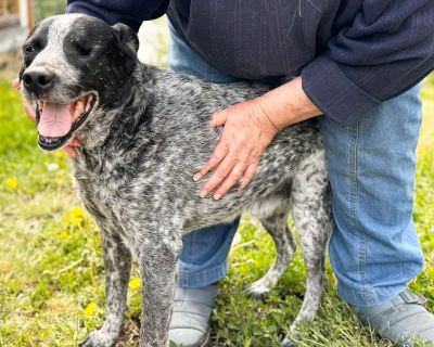 Bud - LIMITED VISION - Australian Cattle Dog / Blue Heeler Mix Male Dog for Adoption