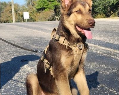 Lance and Brant are 4 to 5 months old brothers that found themselves in a dire situation in a small Texas shelter. Lance is a rare and stunning liver and tan stock boy that has been blessed to be with our foster in TX where he and his brothers were fully vetted and grew into a very healthy puppies having already reached approximately 40-42 lbs ( you know how they grow in the blink of an eye). T...