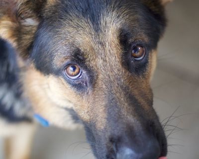 Bruno - German Shepherd Dog Mix Male Dog for Adoption