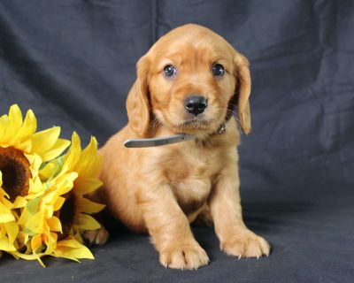 Morris - 6 Weeks Male Miniature Golden Retriever Puppy for Sale