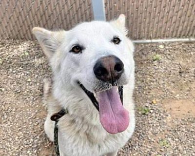 Opal - Siberian Husky Female Dog for Adoption