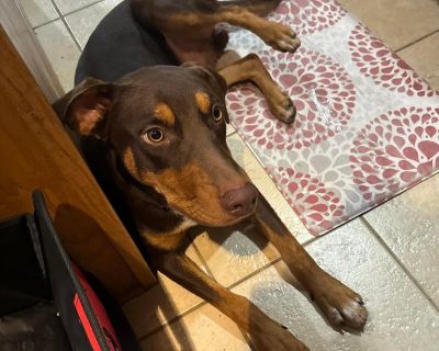 COOPER D. - Doberman Pinscher Male Dog for Adoption