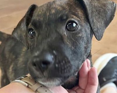 Nala - Black Mouth Cur Female Puppy for Adoption