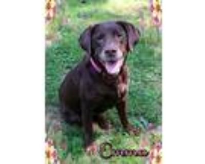 Emma, Labrador Retriever For Adoption In Shippenville, Pennsylvania