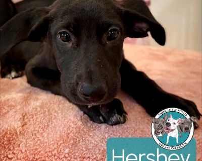 This cutie is Hershey Candy Bar. He is currently 3 months old and weighs approximately 12 pounds. We think they may be a Great Dane / German Shepherd mix*, but with rescue it s a guess! What matters most is that they are adorable and are one the MOST desperate in the entire US based on statistics for where this puppy is from. Shelters in this area are having to euthanize puppies. So, this puppy...