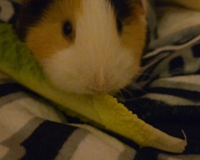 Aspen - Guinea Pig Female for Adoption