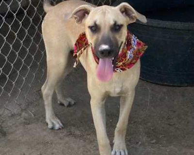 Carson - Labrador Retriever/Black Mouth Cur Mix Male Dog for Adoption
