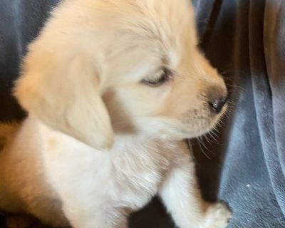 1 Male and 3 Female Golden Retriever Puppies for Sale