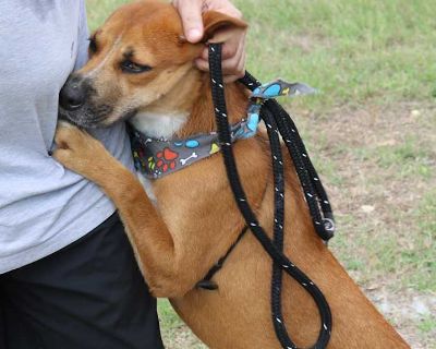 Apollo - Labrador Retriever Male Puppy for Adoption