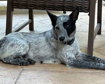 Luna (Heeler) - Blue Heeler Female Dog for Adoption