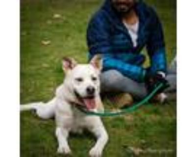 Adopt Malcolm - Costa Mesa Location a White - with Tan, Yellow or Fawn Labrador