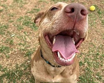 Mocha - Catahoula Leopard Dog Female Dog for Adoption