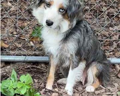 Nova - Australian Shepherd Female Dog for Adoption