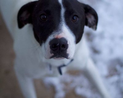 Robbie - Hound Mix Male Dog for Adoption