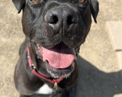 Lincoln - Labrador Retriever & Pit Bull Terrier Mix Male Dog for Adoption