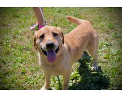 Lucas - Labrador Retriever/Mixed Breed (Medium) Mix Male Dog for Adoption