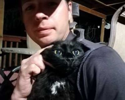 Layla - Turkish Angora Female Cat for Adoption