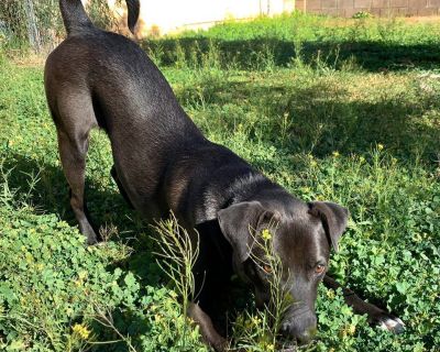 Rocket - Labrador Retriever Male Dog for Adoption