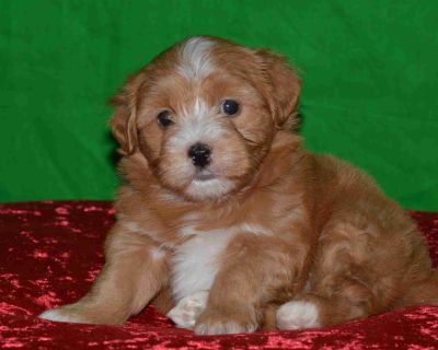 4 Male and 2 Female Havanese Puppies for Sale