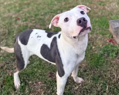 Health Vaccinations up to date.. Young Female Medium White / Cream , Gray / Blue / Silver