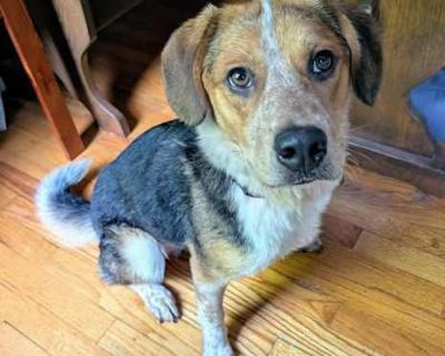 S'more - Beagle/Blue Heeler Mix Male Dog for Adoption
