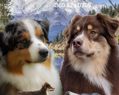 1 Male Australian Shepherd Puppy for Sale