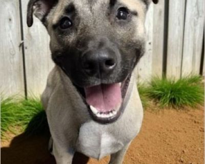 58776493 avail 7/1 - American Staffordshire Terrier mix Male Puppy
