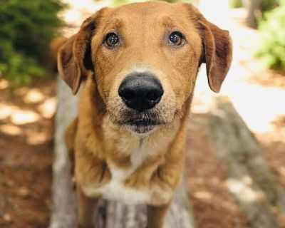 Rescue from Texas. Big Red is about 6 years old and weighs approximately 65 lbs. This boy has lived through heartbreak. He likely spent most of his life confined in a crate far too small for him so small, in fact, that he could barely stand. Because of that, he used to be uncomfortable when touched on his back legs. But with time, love, and patience, Big Red has healed and now allows touch with...