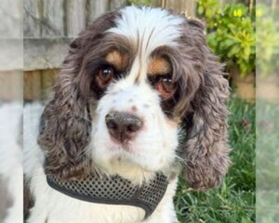 Elsa - Female Cocker Spaniel Adult Dog for Adoption
