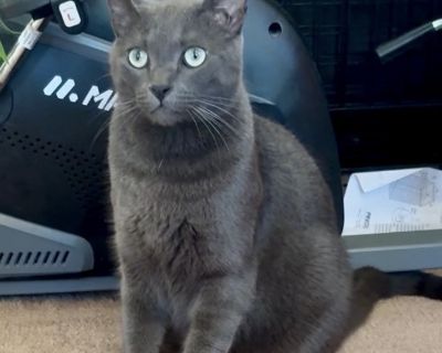 Lucas is such a handsome, loving boy. He is a curious and adveturous cat with a big personality. He is loving and playful and always ready to play. Lucas adores his food and snacks, and he is deeply devoted to his person. Once he bonds with you, he will be your best friend. He will be your loyal companion through and through. Lucase would thrive best as the only cat in the home, though he may d...