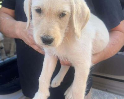 These labradoodle mixes are coming from Alabama. They were part of an accidental litter, their mom is the second picture. These muppet dogs are looking for forever! MA Rescue License # 0078 Please visit our website http://www.sweetpawsrescue.org if you would like more information about us.. Health Vaccinations up to date, spayed / neutered.. Puppy Female Medium