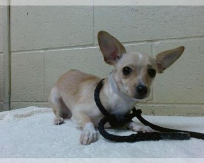 ROD - Chihuahua Male Puppy for Adoption