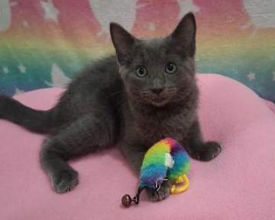 Hi there! My name is Kindle a gorgeous Russian Blue mix girl with deep charcoal-gray fur as soft as velvet. My name fits right in with my family s fun Christmas theme, because I m definitely the little spark that keeps things warm and bright. My mama, Toastie, was rescued while pregnant, and thanks to the wonderful people who helped her, my siblings and I were born safe and loved. Now I m all g...