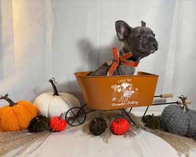 French Bulldog Puppies