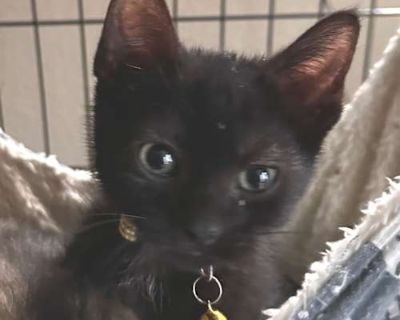 Swiss JW - Domestic Shorthair Male Cat for Adoption
