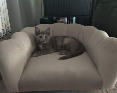 Onyx - Domestic Shorthair Female Cat for Adoption