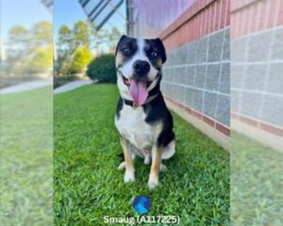 Adult * Location Lacombe, LA, 70445 USA USA *. Posted Breed: Husky / Mixed (medium coat). Physical Attributes Coat Length: Medium Additional Information Was the Dog Found No