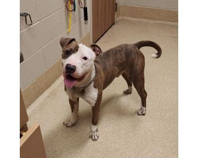 Clayton - American Pit Bull Terrier Male Dog for Adoption