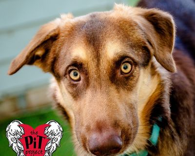 Daisy will bring a little burst of spring into your winter! She is calm, a little timid, and oh-so-sweet...the kind of pup who just needs a little love and reassurance to bloom. Once she is comfortable, Daisy's fun-loving, playful side comes out. Watching her hop around the yard will make you forget all of your troubles! Daisy is a 9 month old, 46 pound All American girl.All of our animals are ...