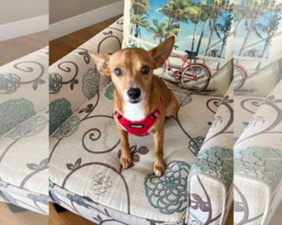 Adult * Location Royal Palm Beach, FL, 33421 USA USA *. Dog Breed: Chihuahua / Mixed. {s1550code1114/} {s1550code1111/} {s1550code1113/} Behavioral Characteristics OK with Dogs: Yes Activity Level: Moderately Active Other: Housetrained Additional Information Was the Dog Found No