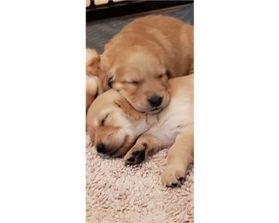 AKC Golden Retriever Pups