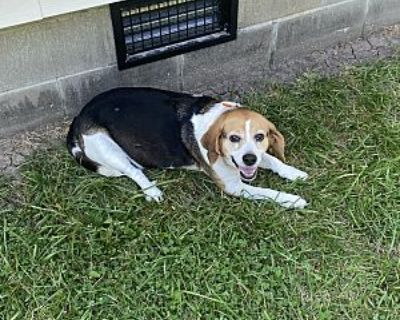 Loki - Beagle Female Dog for Adoption