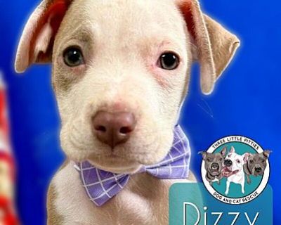 Dizzy Gillespie Jazz - Pit Bull Terrier Male Puppy for Adoption