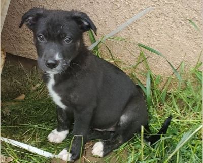 Waldo - Male Puppy German Shepherd mix for Adoption