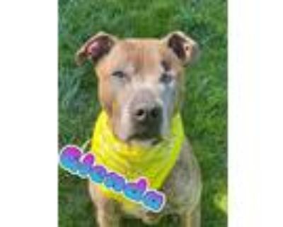 Glenda, American Pit Bull Terrier For Adoption In Canton, Ohio