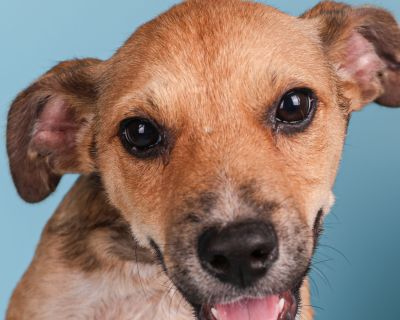 Trigger - Australian Cattle Dog / Blue Heeler Male Puppy for Adoption