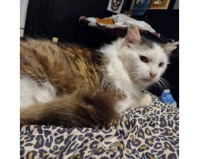 Ghost - Domestic Longhair Female Cat for Adoption