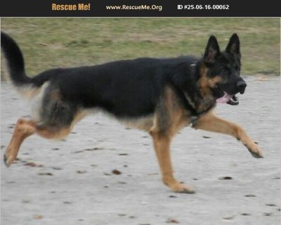Twix - Male Puppy German Shepherd for Adoption