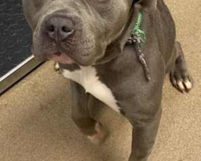 Jameson - Mixed Breed (Medium) Male Dog for Adoption
