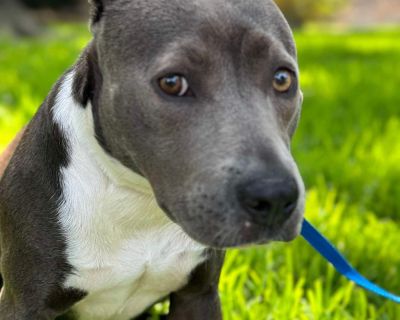 Chedder - Pit Bull Terrier Female Dog for Adoption